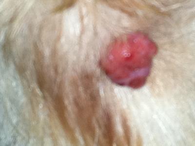 Dog licking wart 2025