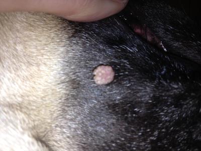 Dog Wart Under Jaw