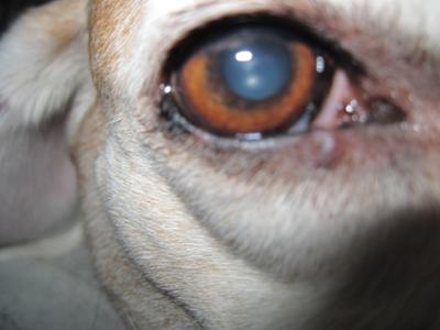 growth on right eyelid