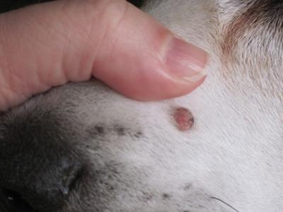 do dog warts grow