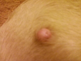 dog warts