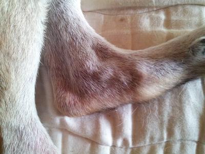 Lt. Hind leg.  Notice red blotches.  This is on all his legs, mouth, tail and ears.  Skin is hot to touch.
