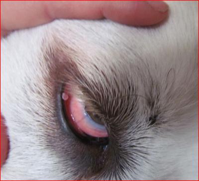 Stella's Eye (pulling down the eyelid) 12-28-2013