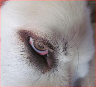 Stella's Eye