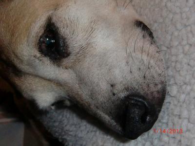 small growth on dog's eyelid