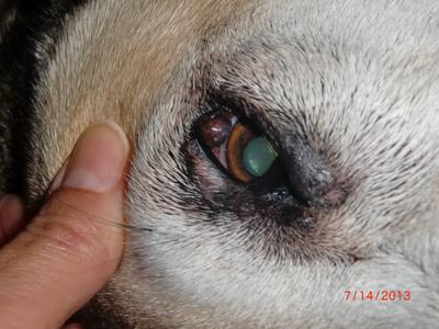 Close-up: growth on dog's eyelid