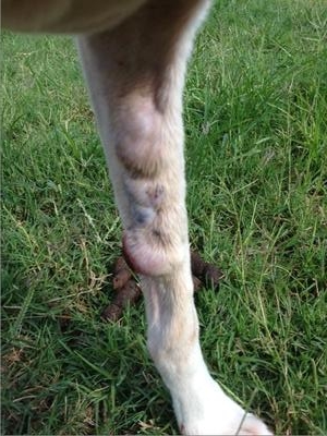 Tumors on Dog's Leg