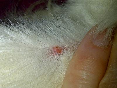Small Wart on Dog's Leg - Photo 1