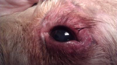 with Swollen Eyelids and Eyes - Organic Pet Digest