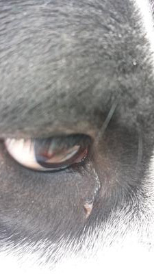One eye