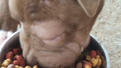 Dogs Eyes Swollen Shut Organic Pet Digest
