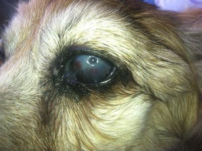 eye closeup1