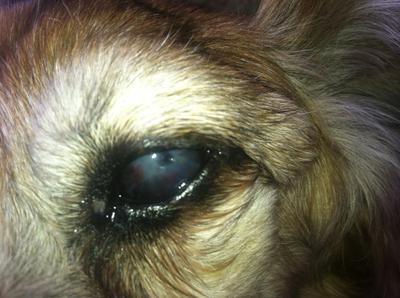 eye closeup3