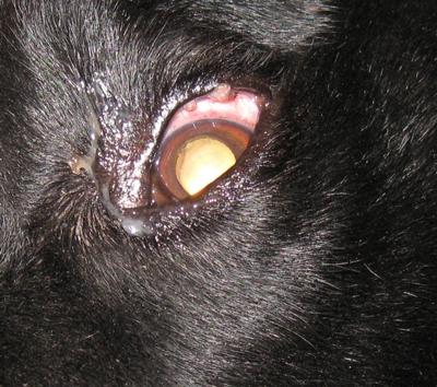 Duke's Left Eye (1st image)