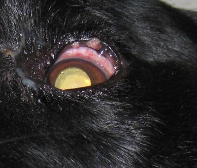 Duke's Left Eye (2nd image)