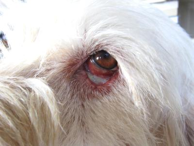 left eye with mucus