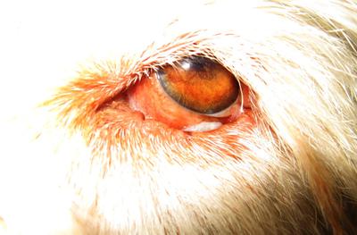 left eye, close up