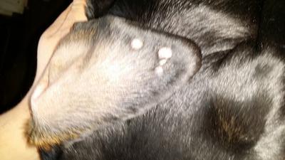Papilloma in sales dogs ear