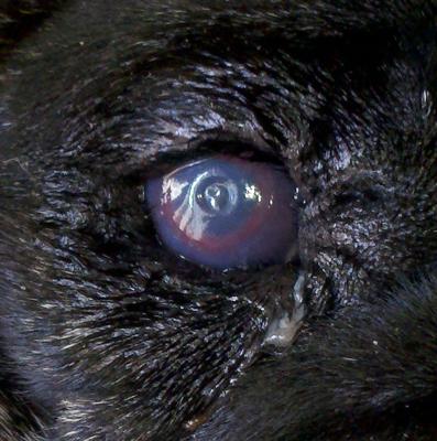 Eroded Cornea in Dog Eye - Organic Pet Digest