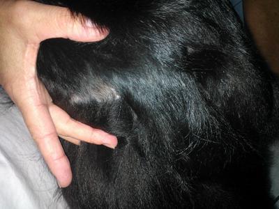 bald patch near tail