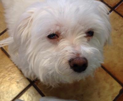 Maltese with TWO Eye Infections