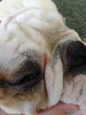 English Bulldog's Eye Problem