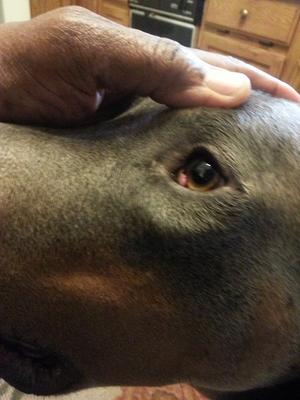 dog eye growth or protrusion - photo 1