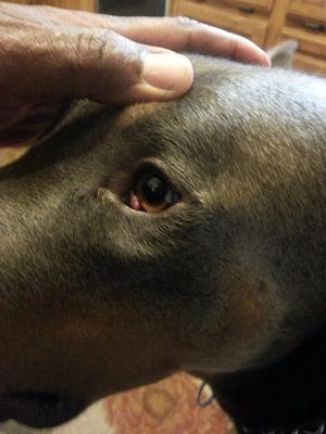 dog eye growth or protrusion - photo 3