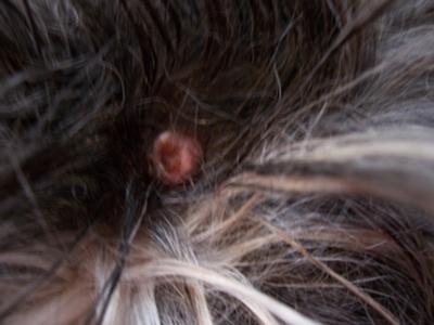Four Year Wart on Dog s Head Organic Pet Digest