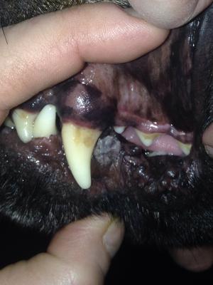 Greyish puffy wart on dog gum