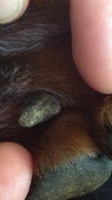 Close-Up: Growth Between Dog's Paw Pads