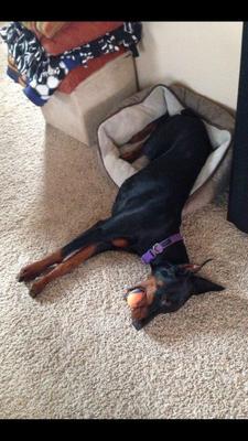 Laying in little sister's bed with ball