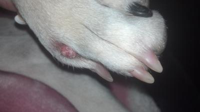 Growth Between Dog's Toes - Organic Pet Digest