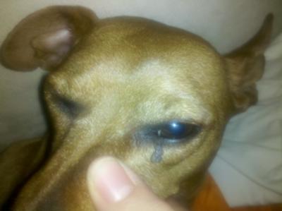 Growth hanging from dog's eyelid - Organic Pet Digest