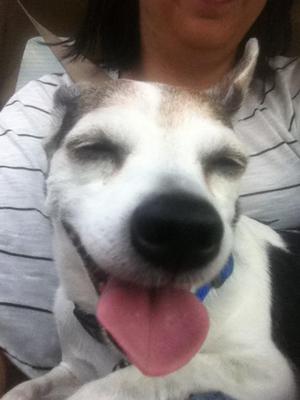 dog care