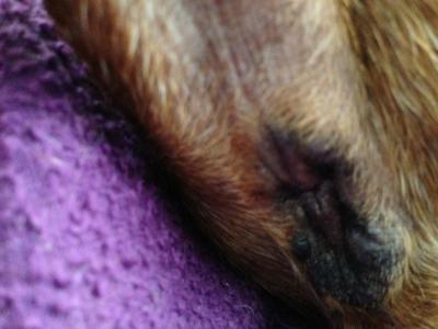 Dog Anus 2