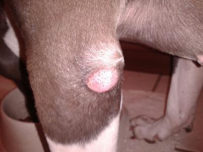 Picture of Dog Elbow Growth Picture of Dog Elbow Growth