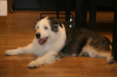 My dog May 2012