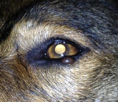 Willow's Eye Growths