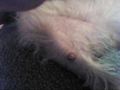 the growth on indsid of Jenny's back right leg