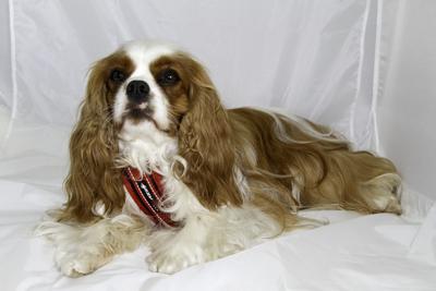 Tommy modelling a harness for our charity gift shop