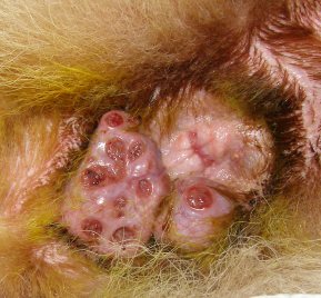Dog anus growths - 1st photo