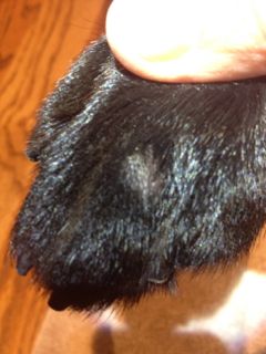growth on top of foot