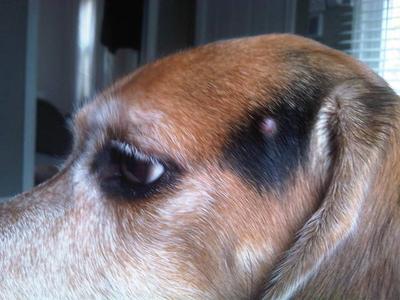 My dog has a wart on shop his head