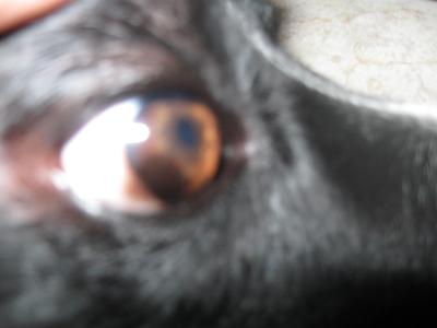 Dog Eye Pannus #1