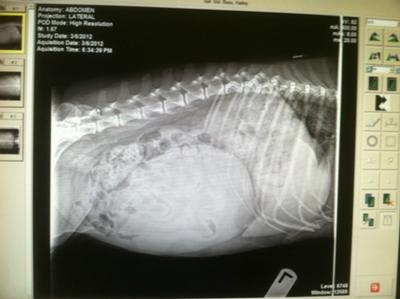 X-ray