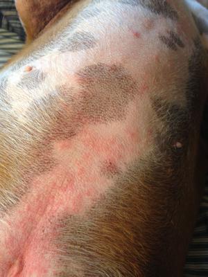 Dog Belly Rash