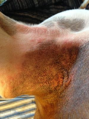 Dog Armpit Rash