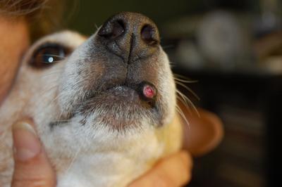 Large black lump on dog's lip started peeling - Organic Pet Digest
