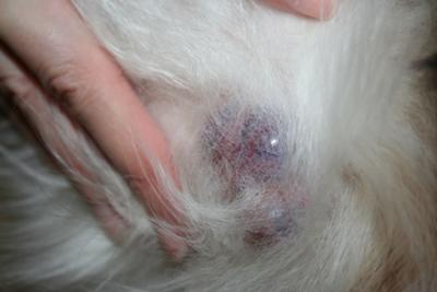 canine tumors